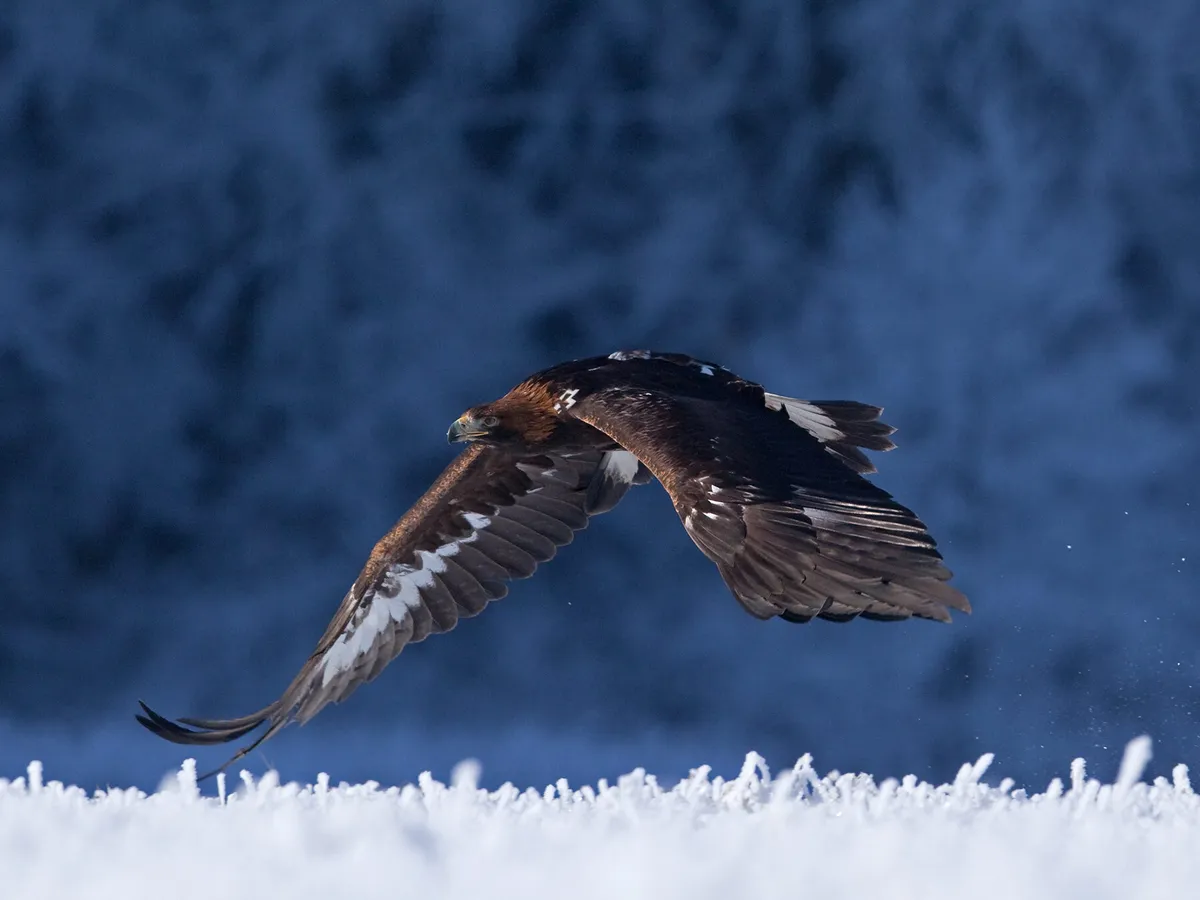 Golden Eagle volando bajo, cazando comida
