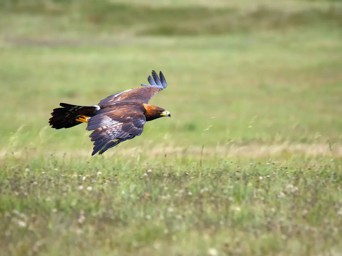 Golden Eagle volando bajo en busca de presas