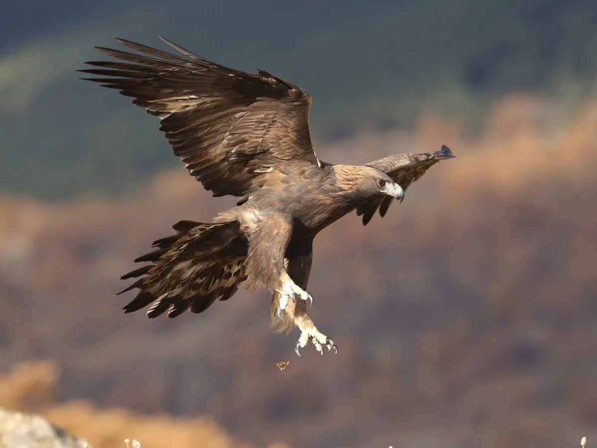 Águila real a la caza de presas