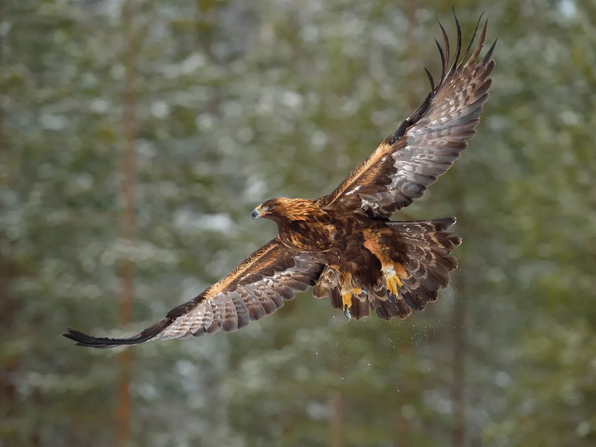 Águila real en vuelo