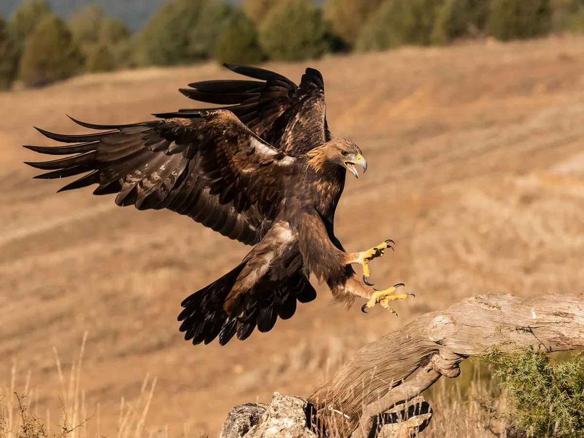Golden Eagle llegando a la tierra