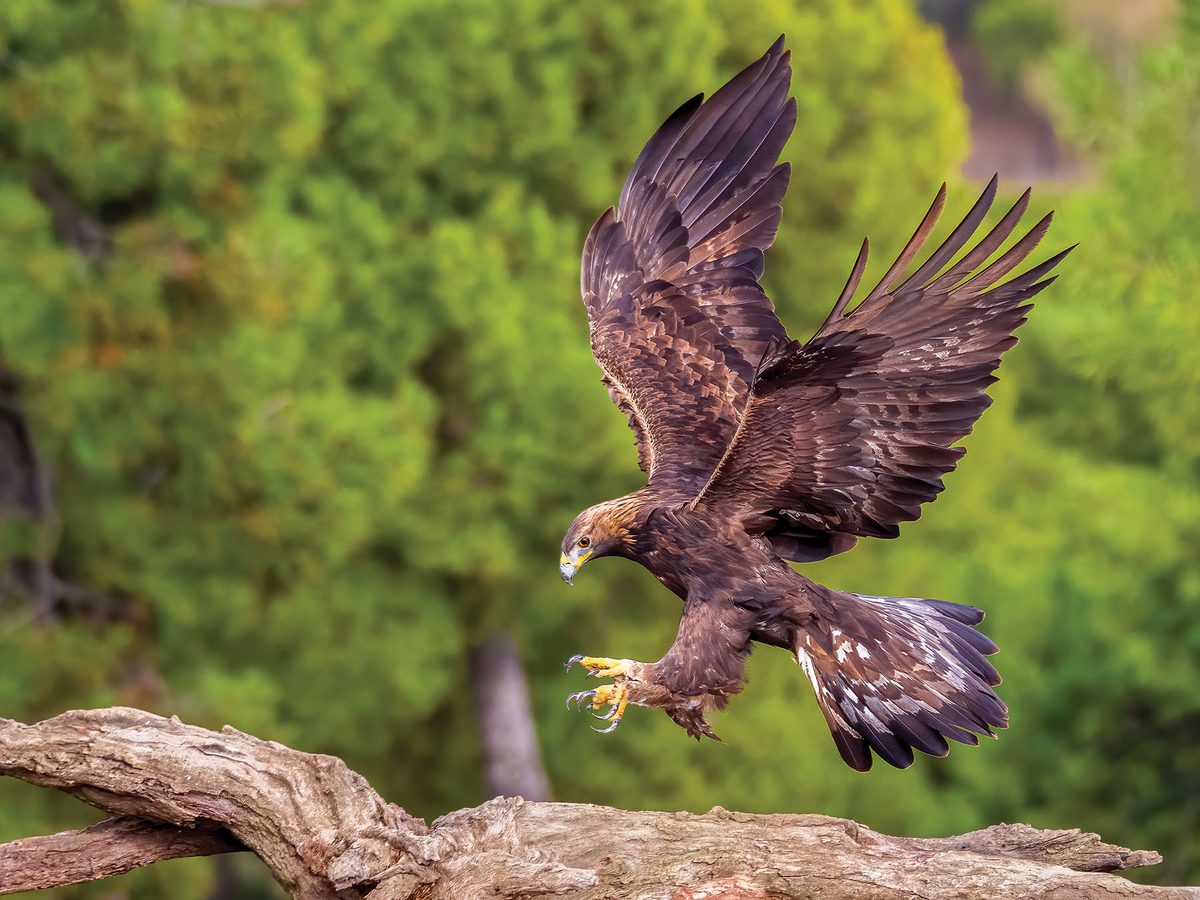 Eagles In The UK Types And Where To Find Them Birdfact eagles-in-the-uk-types-and-where-to-find-them-birdfact