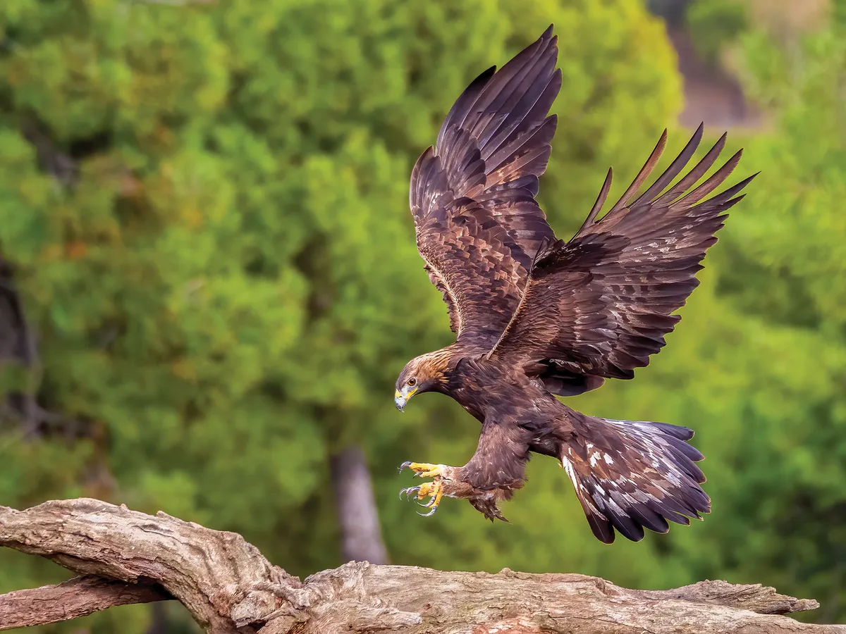 Aterrizaje del águila real
