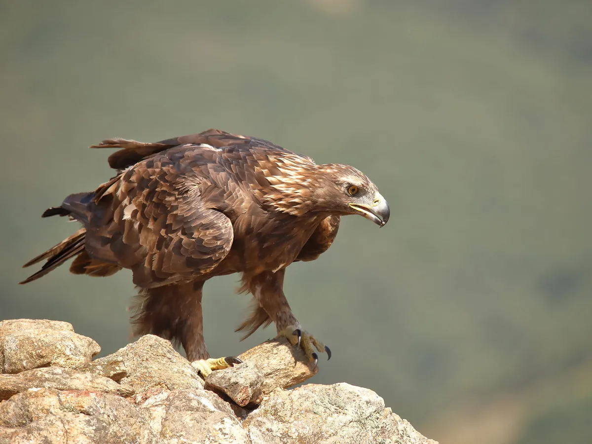Águila dorada posada en busca de presas