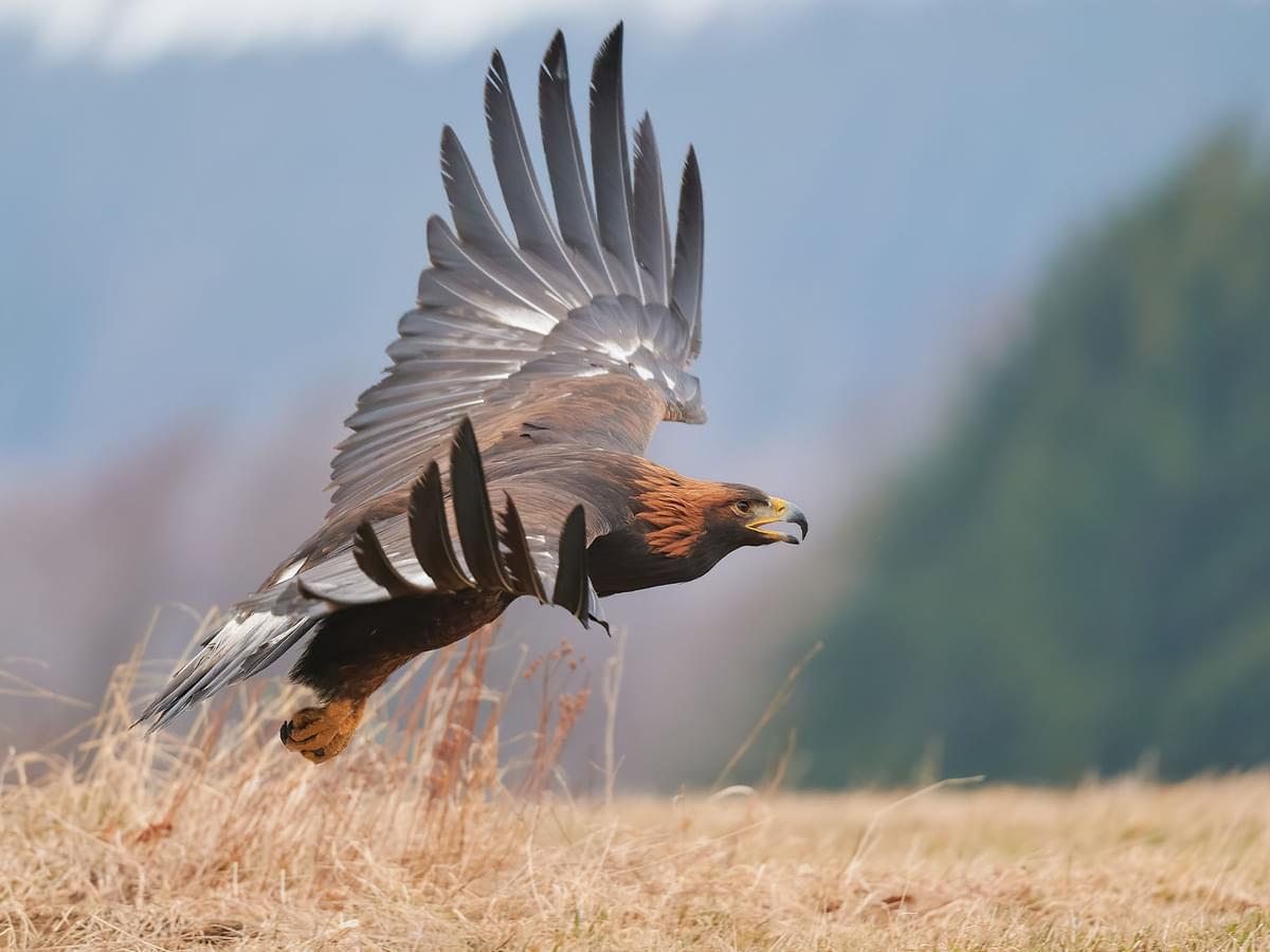 Golden Eagle Migration: A Complete Guide to Their Journey Across Continents