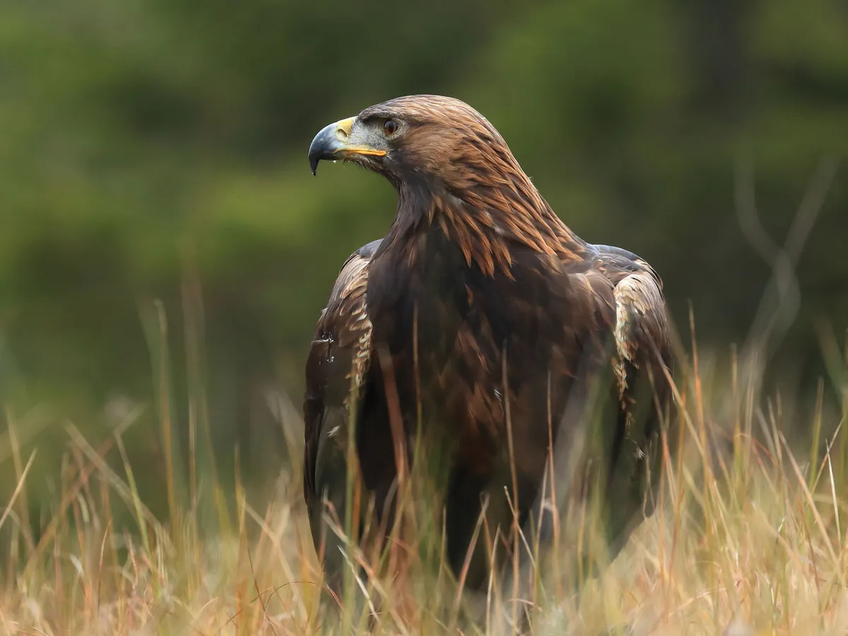 Águila real en el suelo