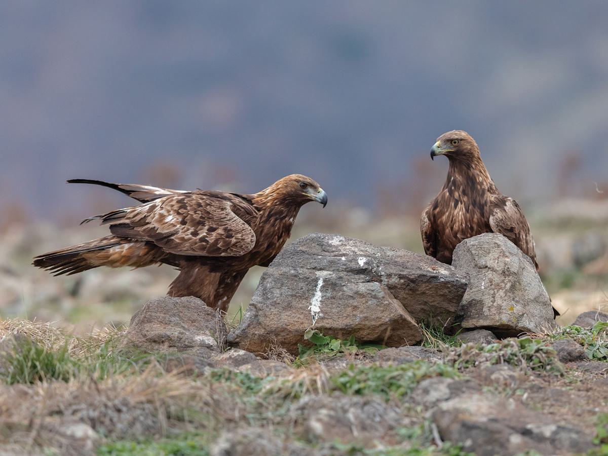 A pair of Golden Eagles with prey