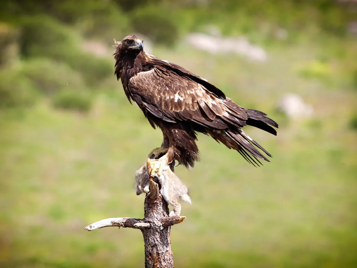 Golden Eagle posado con un conejo recién capturado