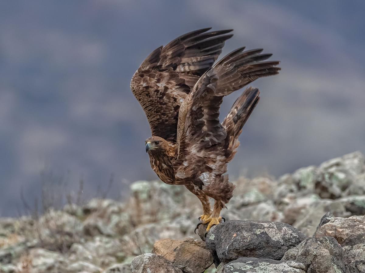 Golden Eagle taking off from the ground
