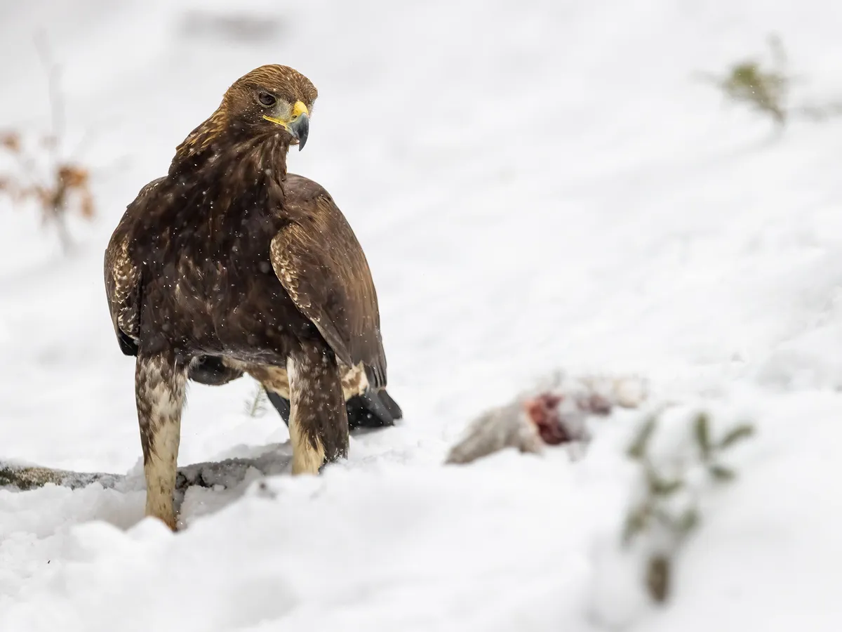 Golden Eagle alimentándose de un conejo durante el invierno