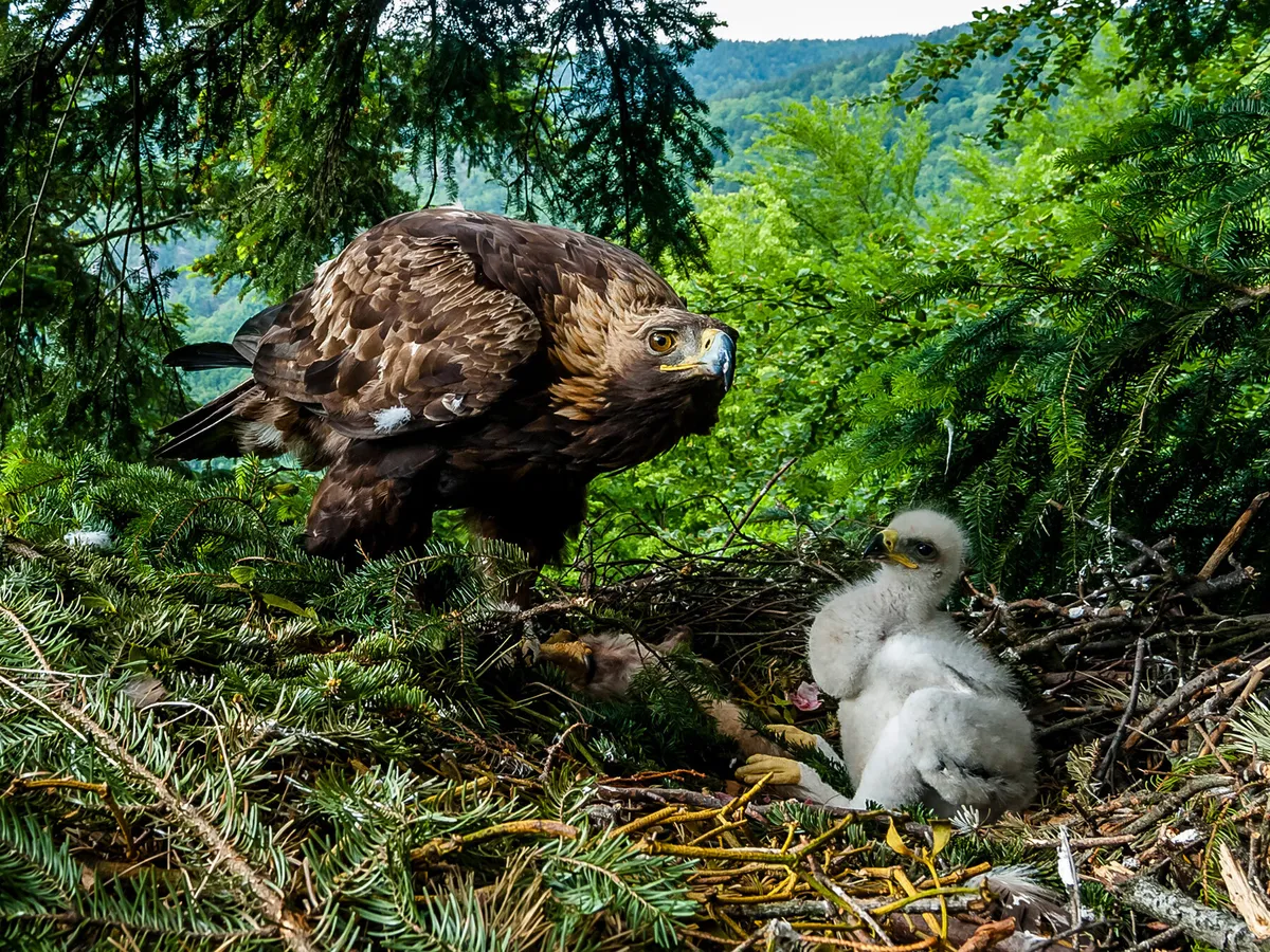 Águila real cuidando a su polluelo (aguilucho)