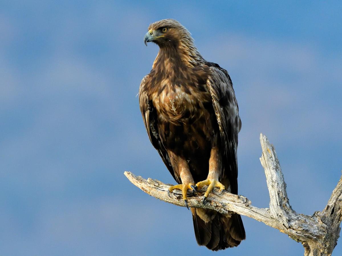 Golden Eagle perched on a branch