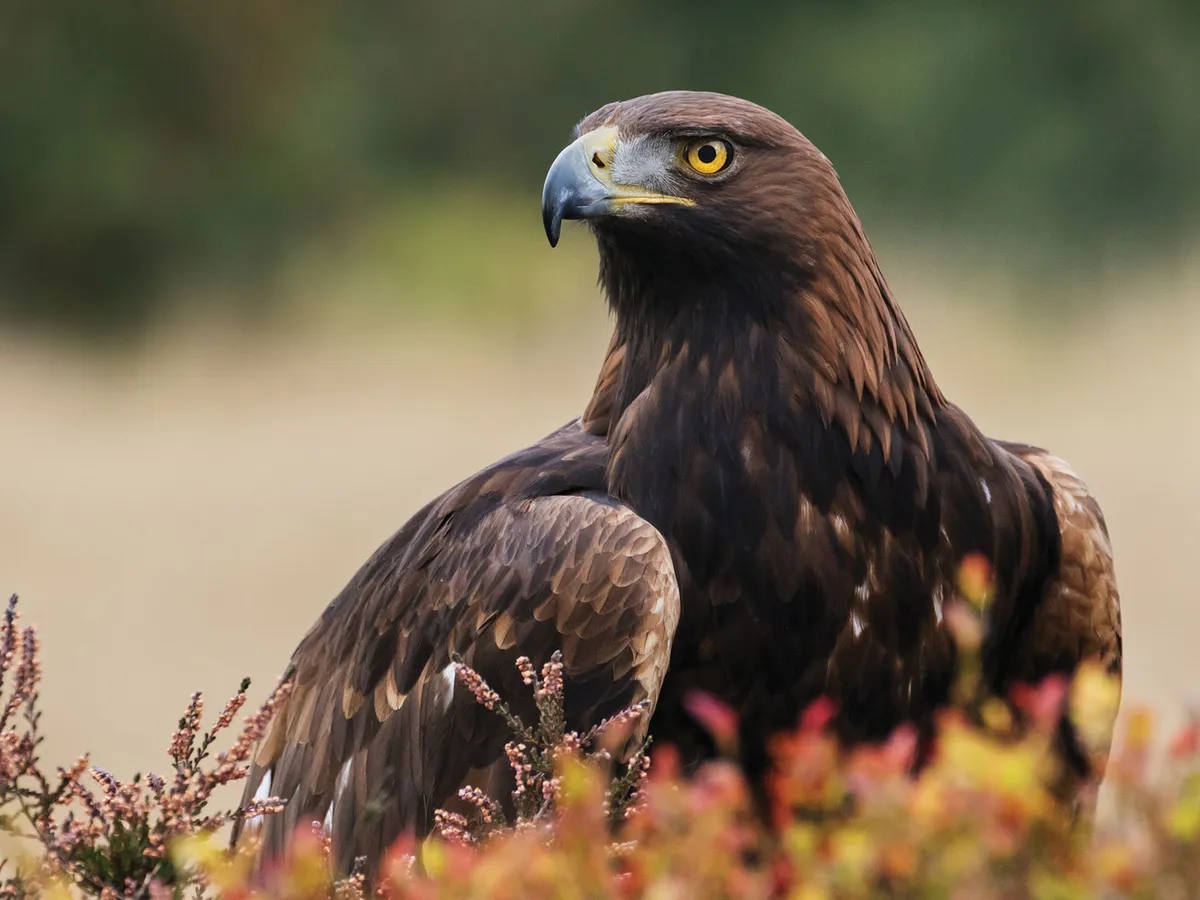 Golden Eagle Bird Facts (Aquila chrysaetos) | Birdfact