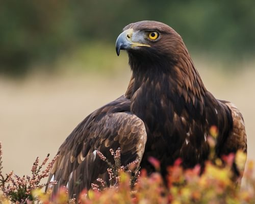 Golden Eagle