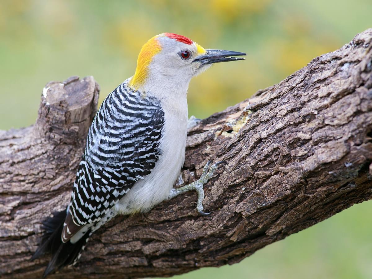 Golden-fronted Woodpecker feeding on the branch of a tree