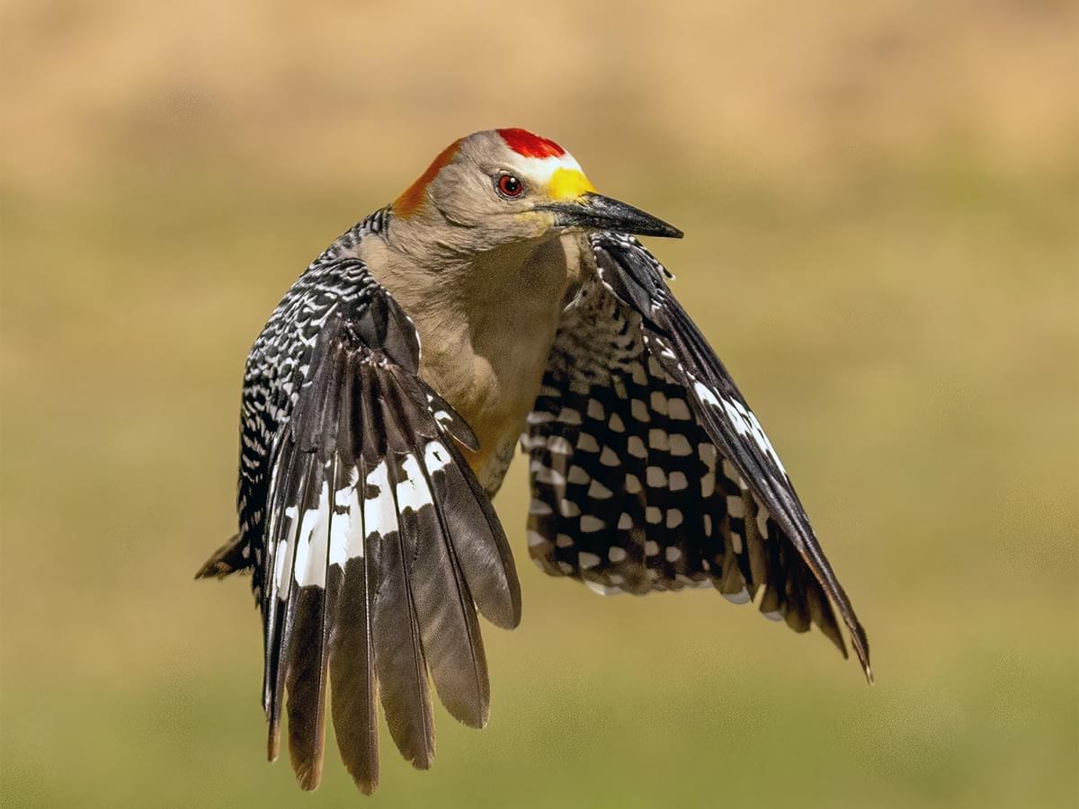 Golden-fronted Woodpecker in-flight