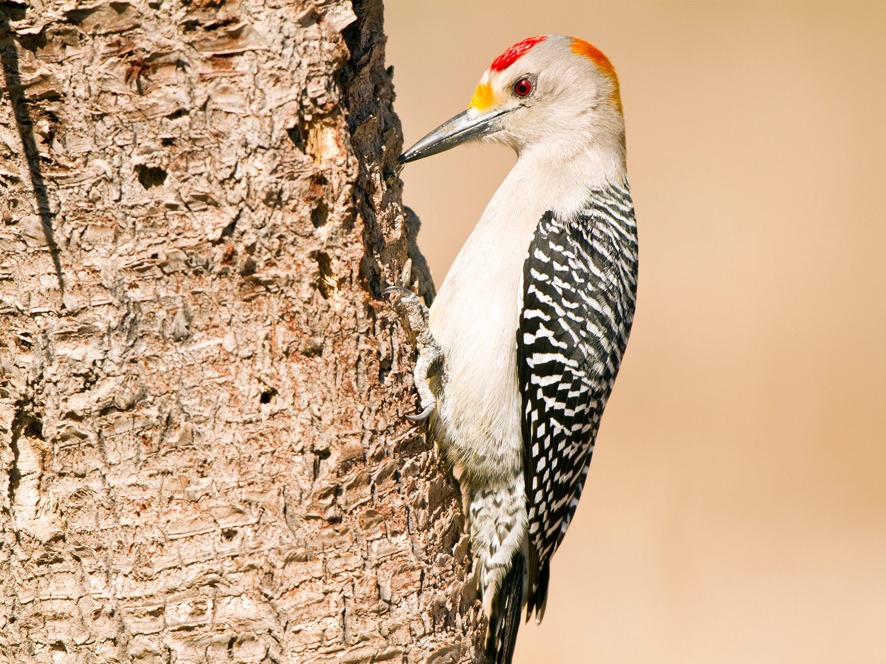 Golden-fronted Woodpecker