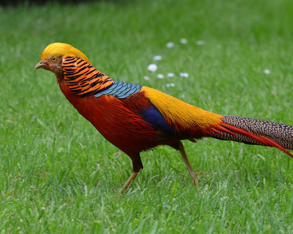 Golden Pheasant