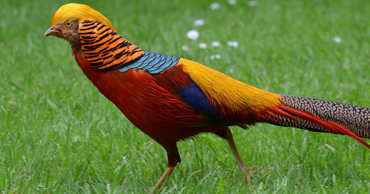 Golden Pheasant Bird Facts (Chrysolophus pictus) | Birdfact