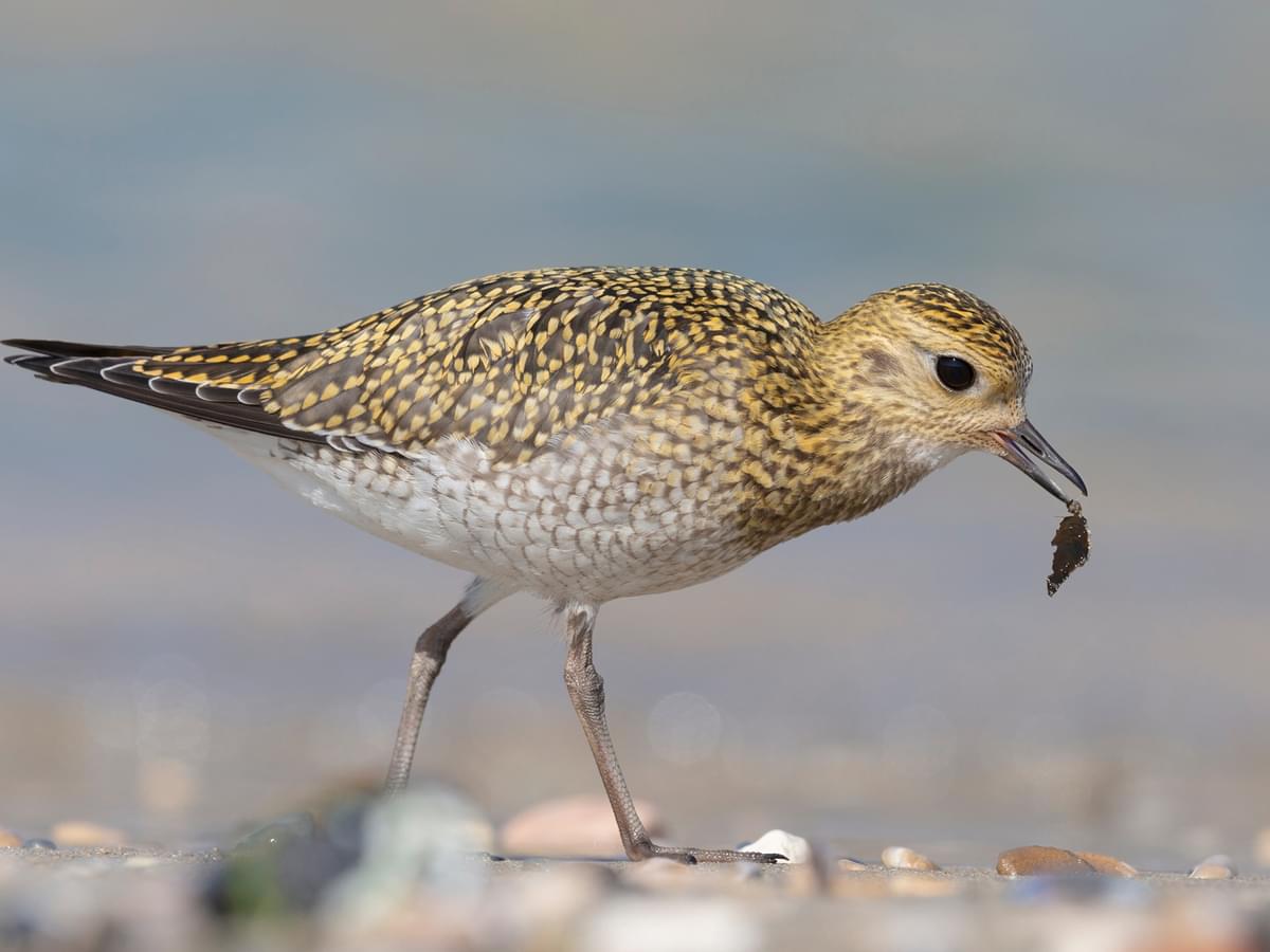 Golden Plover with winter plumage