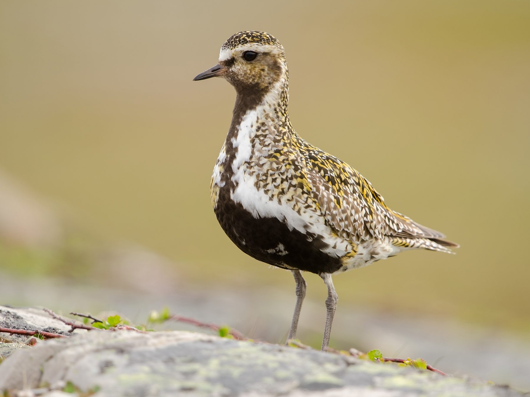 Golden Plover