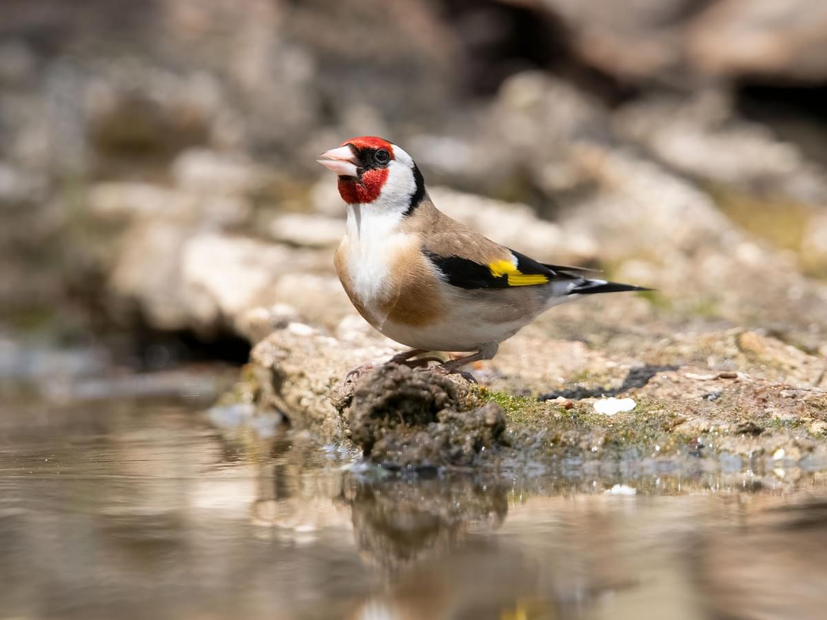 Goldfinch taking a drink of water