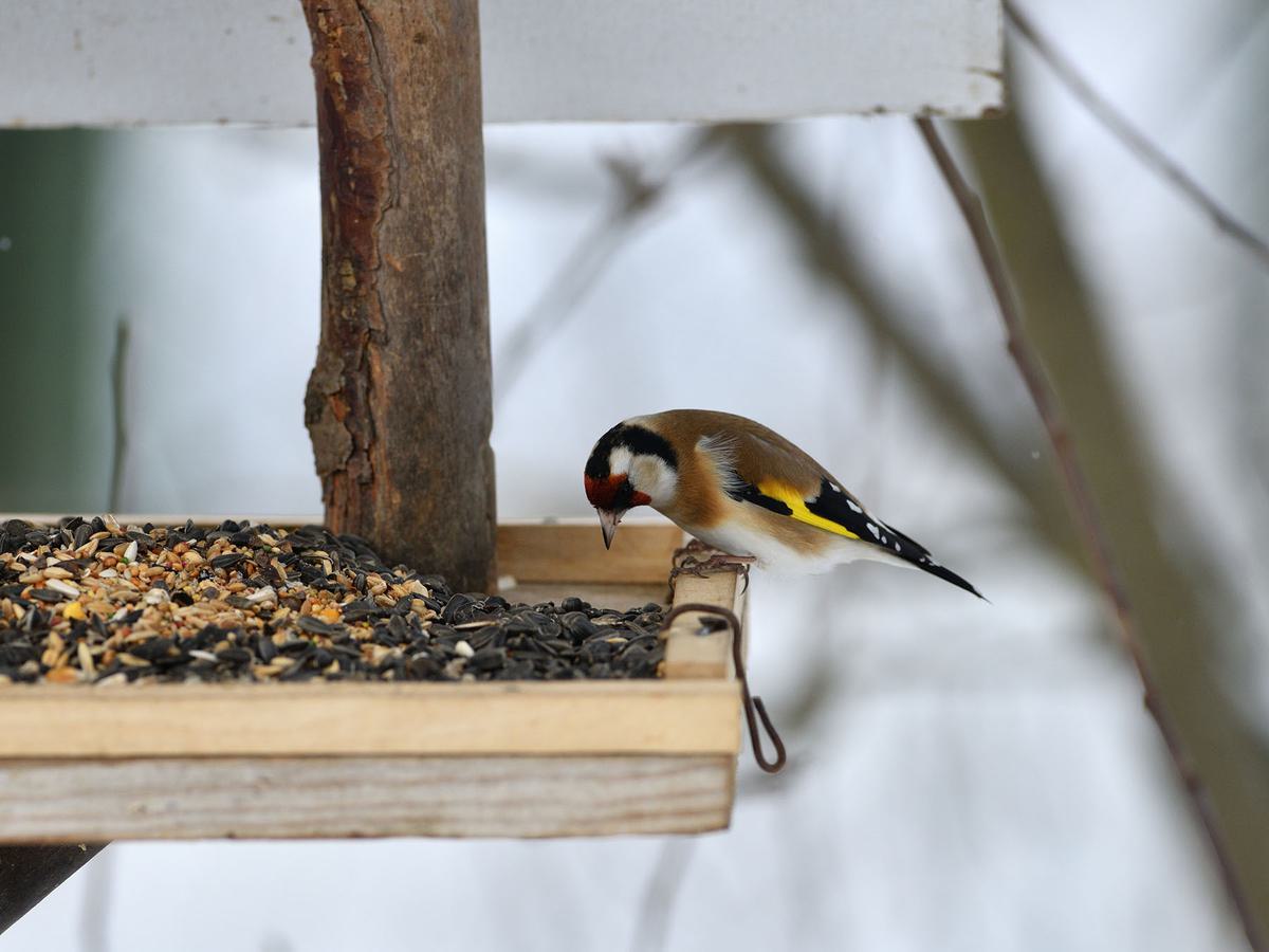 Most seed eating bird species, such as Goldfinches and Buntings will readily consume chia seeds