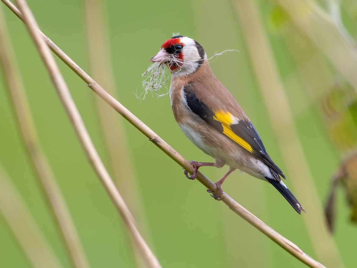 Goldfinch gathering nesting materials
