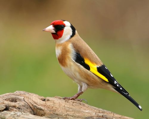 European Goldfinch