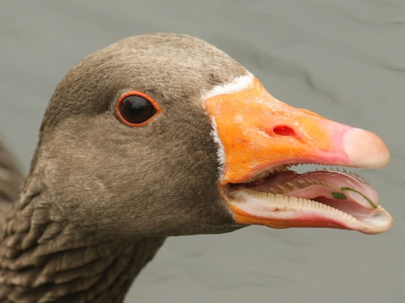 Do Geese Have Teeth? (All You Need To Know) Birdfact