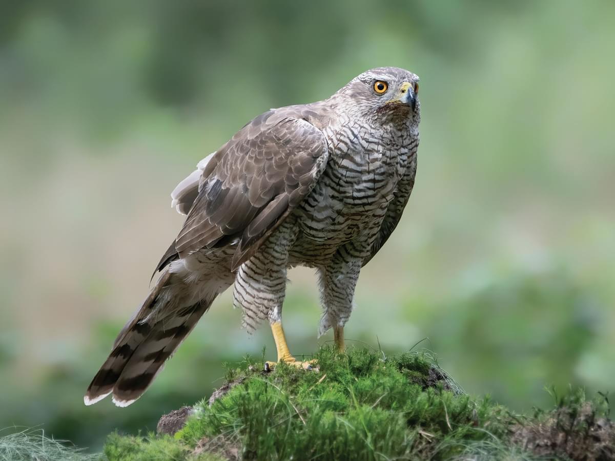 Close up of a Goshawk perched on the ground