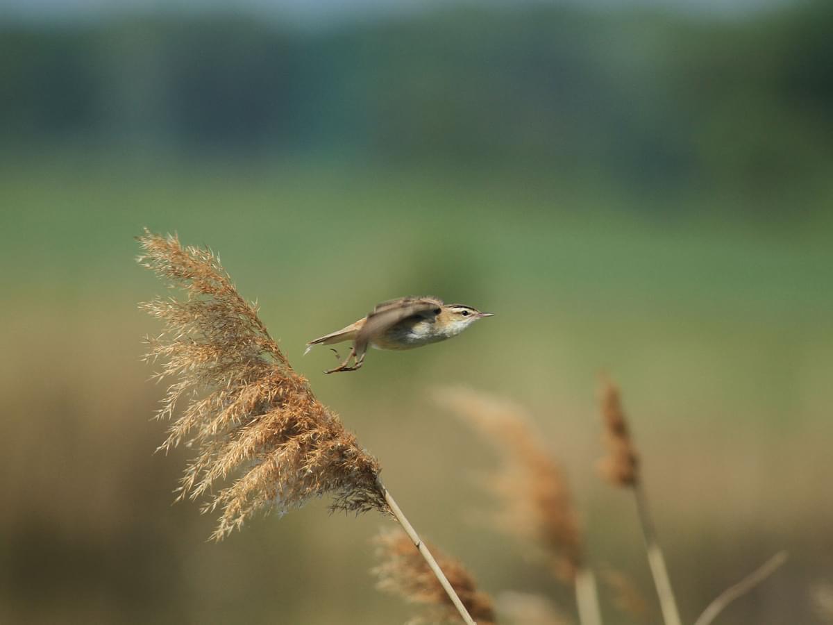 Grasshopper Warbler taking off for flight