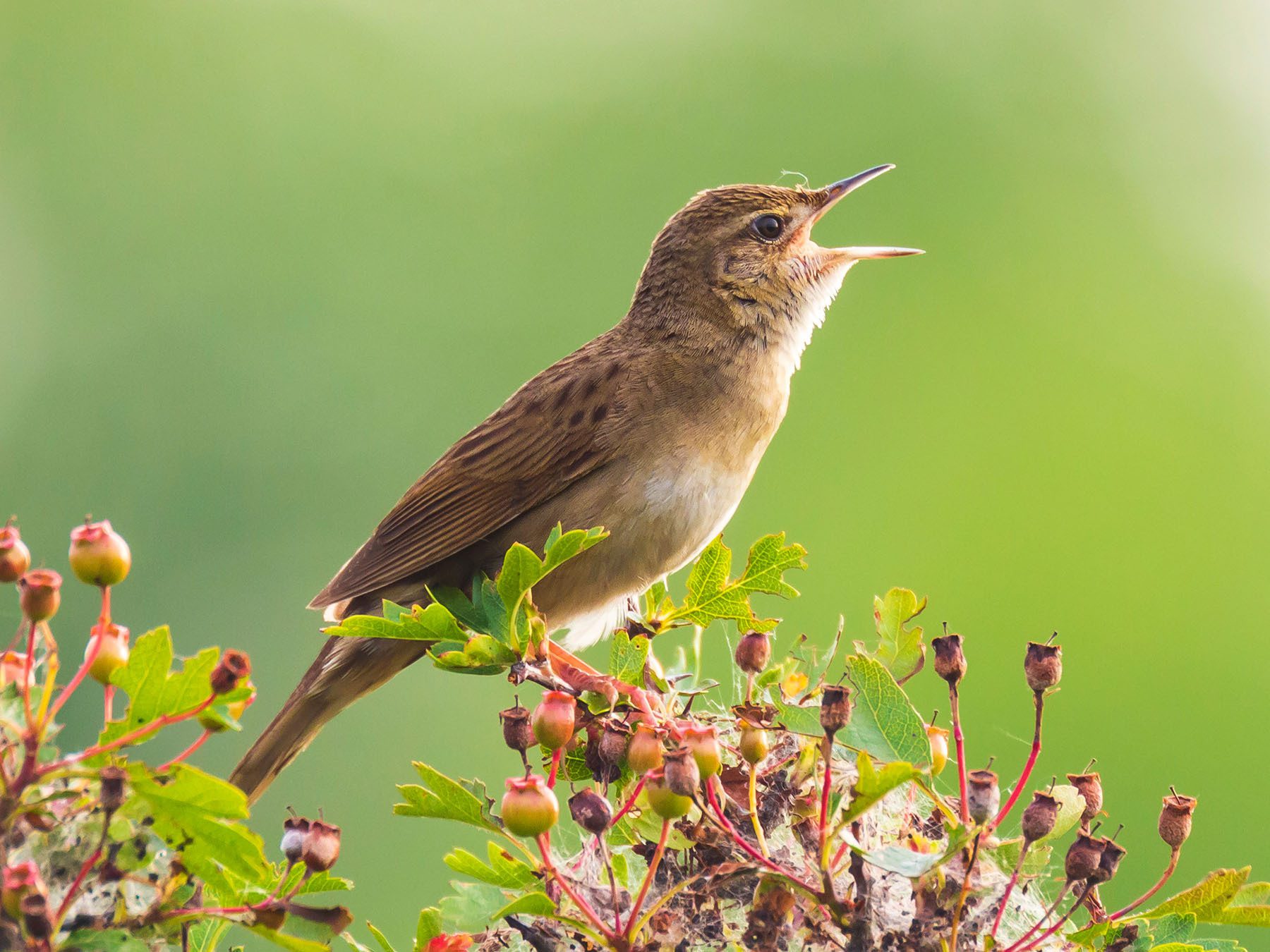 Grasshopper Warbler