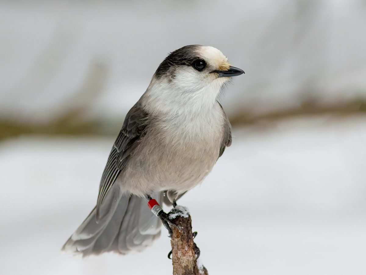 What Is The National Bird of Canada? (And Why) Birdfact