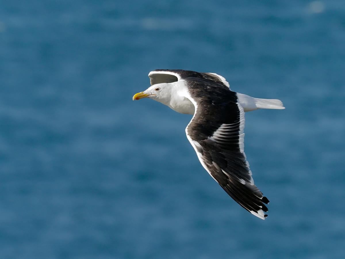 Great Black-backed Gull in-flight