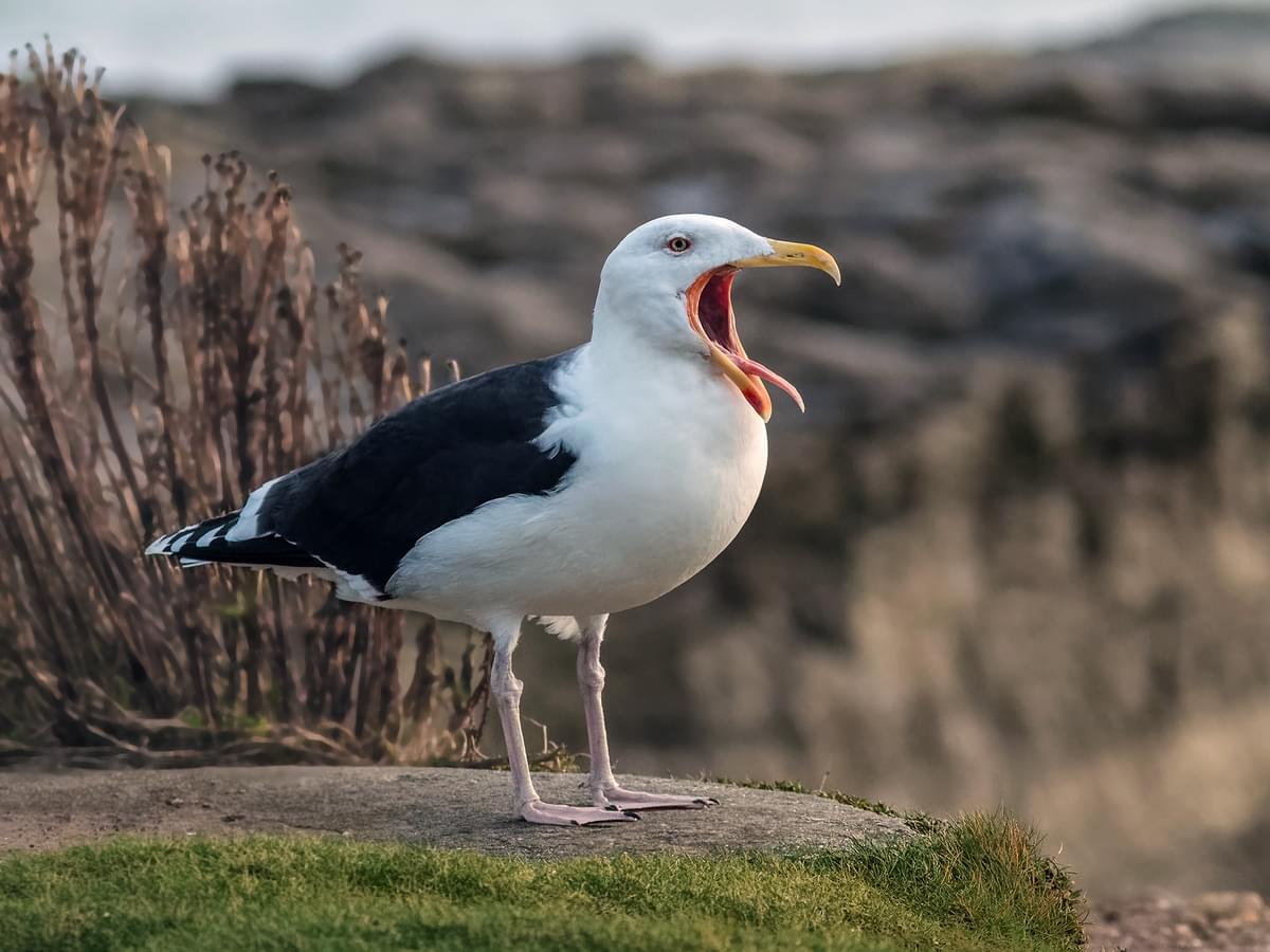 Great Black-backed Gull in natural habitat calling out
