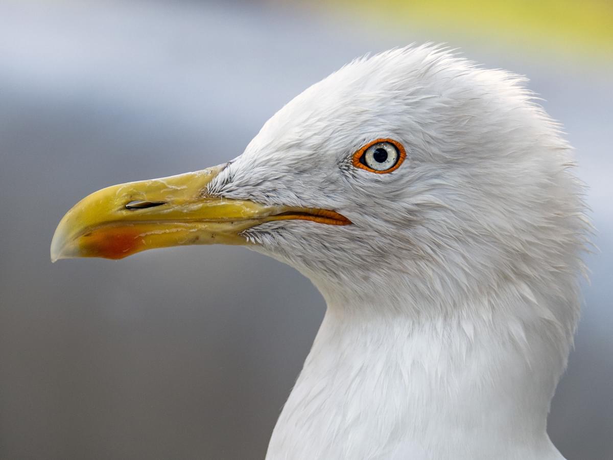Adult Great Black-backed Gull portrait