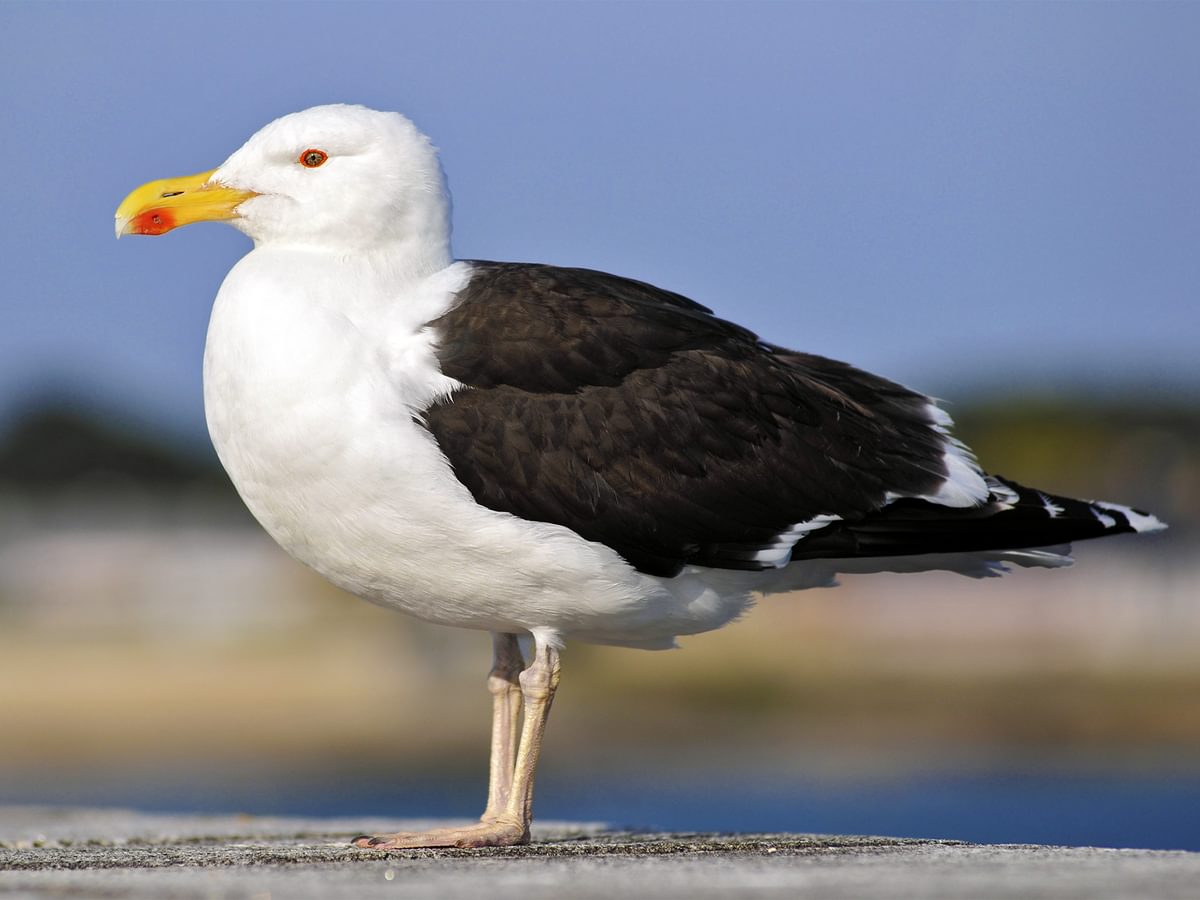 Great Black-Backed Gull