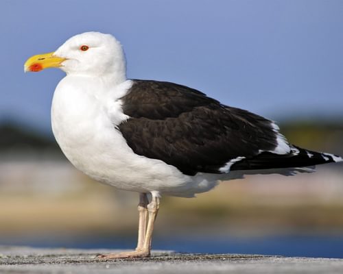 Great Black-Backed Gull