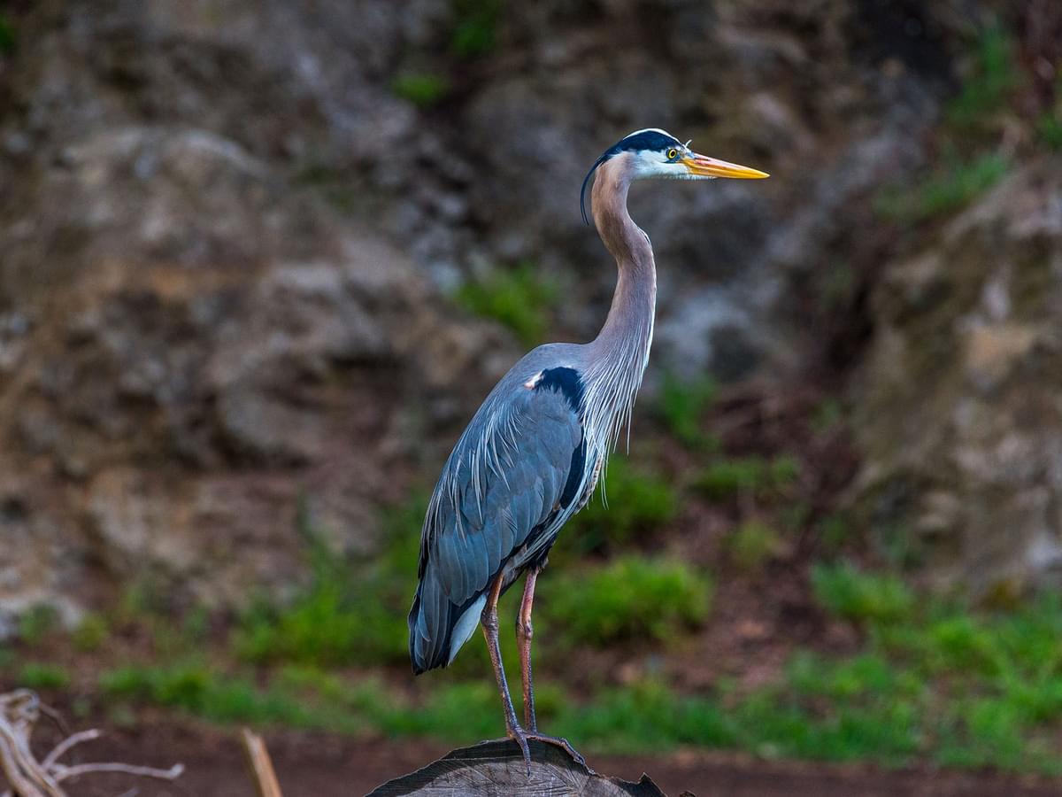 Close up of a Great Blue Heron