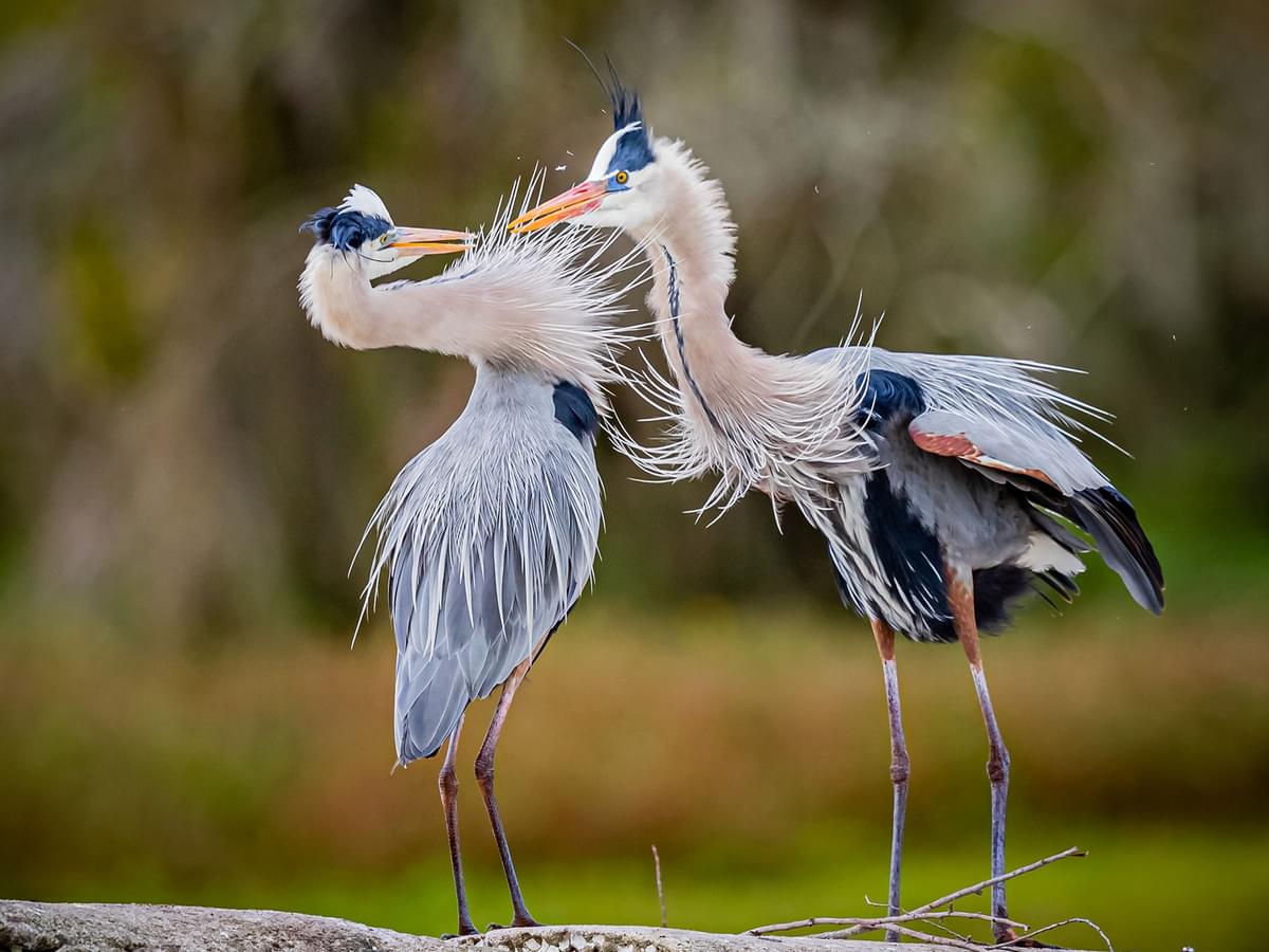 Great Blue Heron pair during courtship
