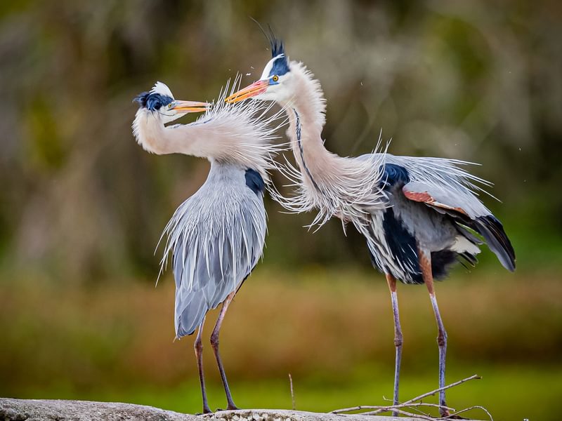 Great Blue Heron Bird Facts (Ardea herodias) Birdfact Great Blue Heron Bird Facts (Ardea herodias) Birdfact