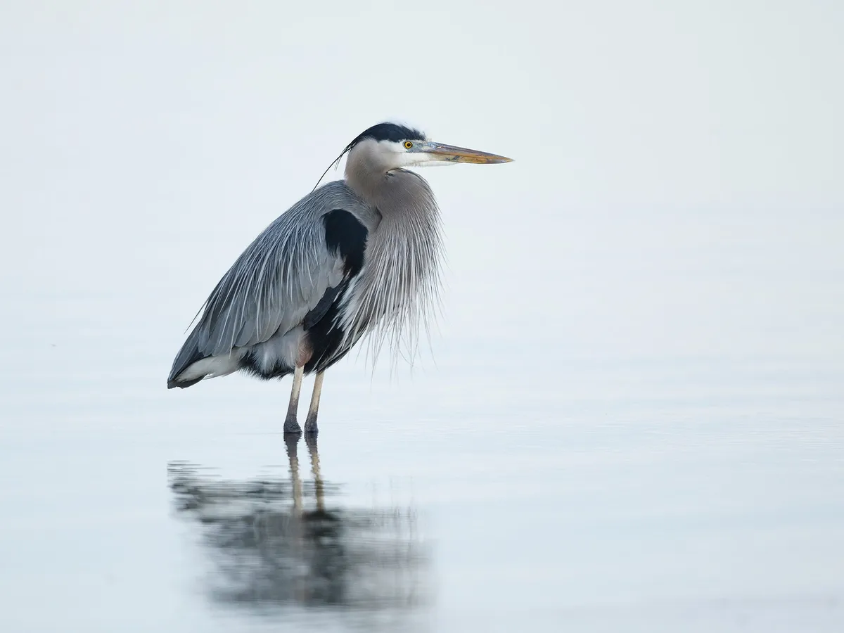 Great Blue Heron Nesting (All You Need To Know)