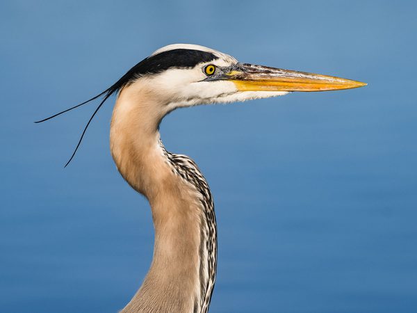 What Do Herons Eat? (Complete Guide) | Birdfact