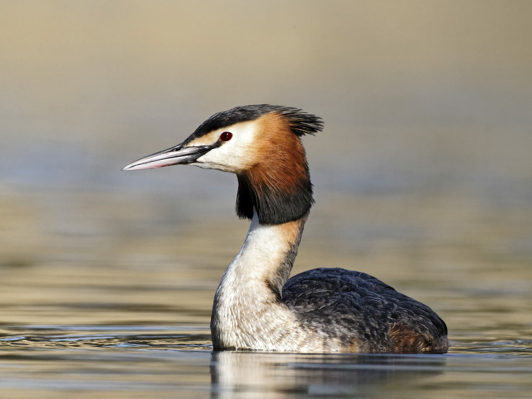 Great Crested Grebe