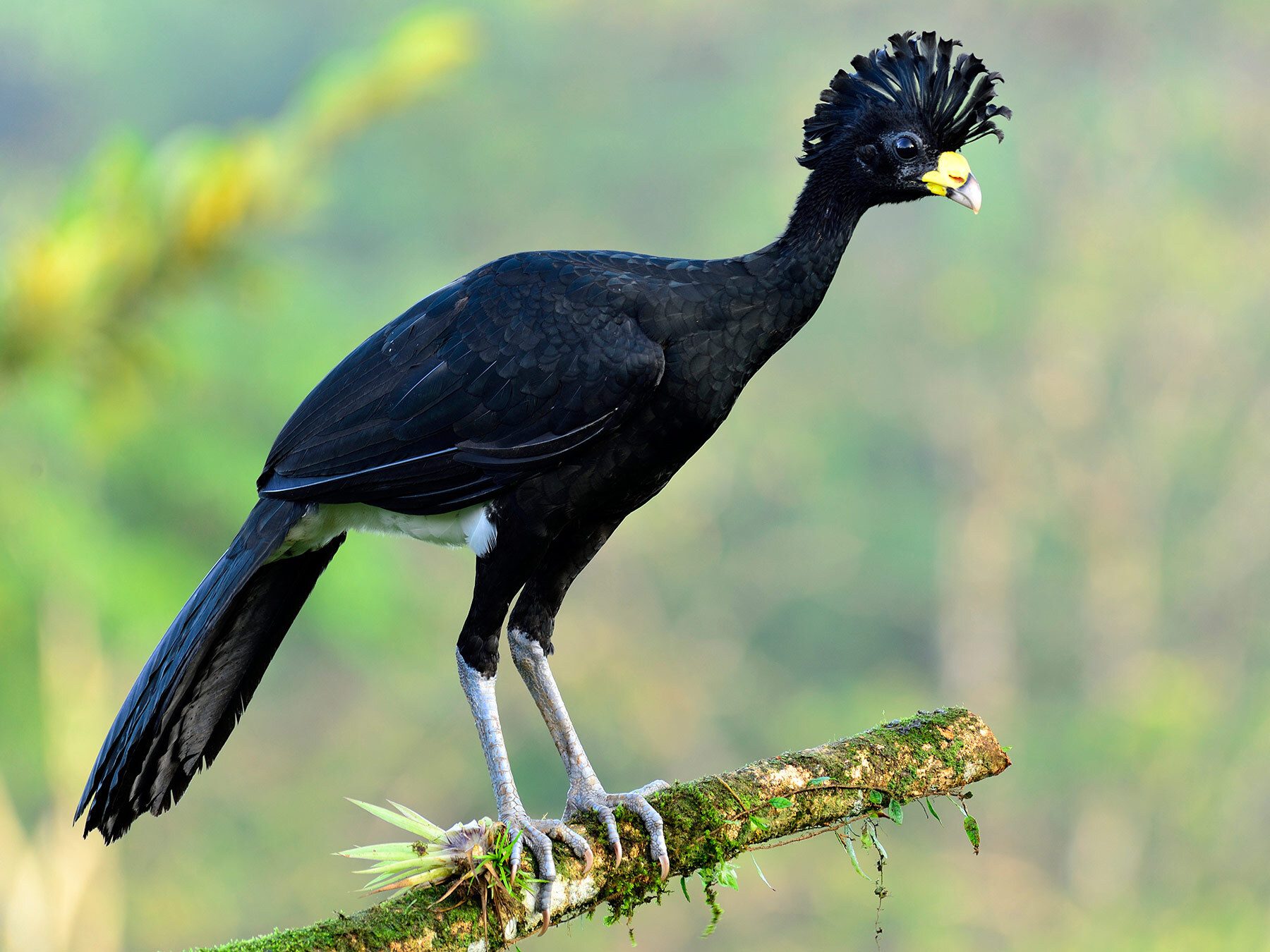 Great Curassow