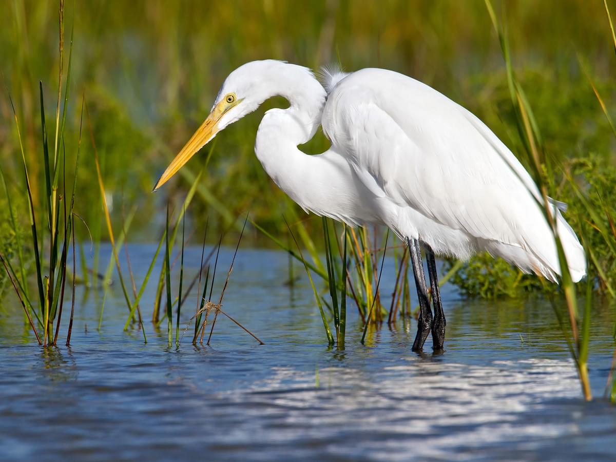 Great Egret hunting in wetlands