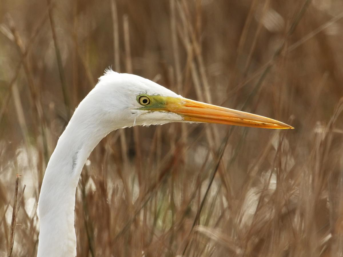 Great Egret portrait