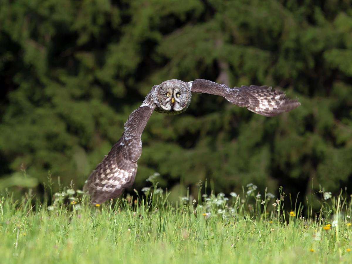 Great Gray Owl in-flight hunting in a meadow