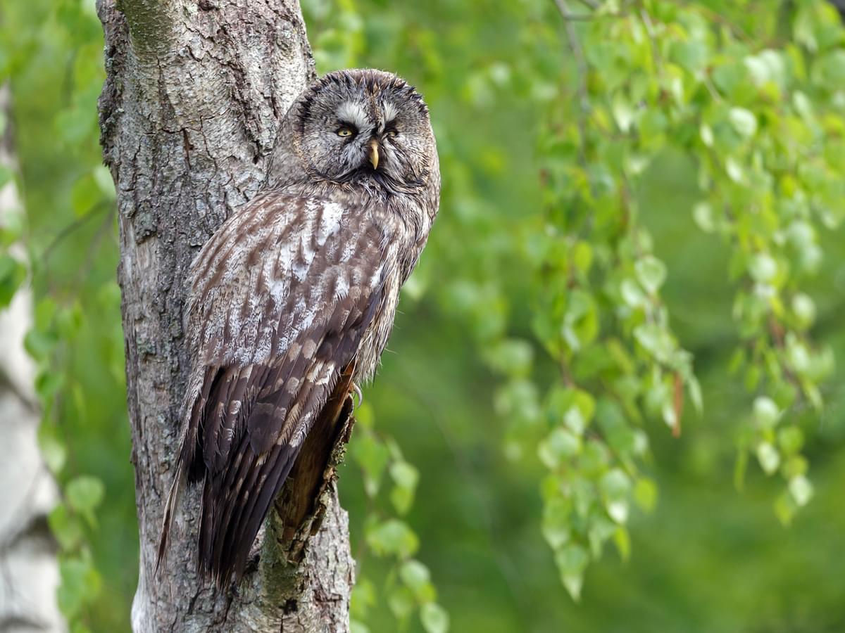 Great Gray Owl perched on the side of a tree